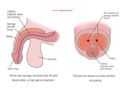 male infertility and erectile dysfunction